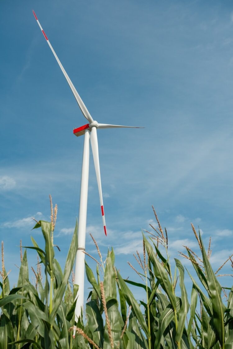 Wind turbine in a cornfield under blue sky