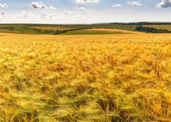 Easy Eco-Friendly Living: 10 Simple Tips for a Sustainable Lifestyle