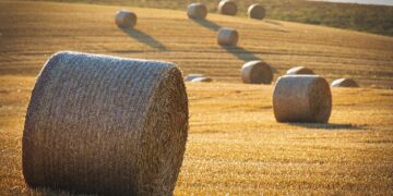 Easy Eco-Living: 10 Simple Tips for Sustainable Living