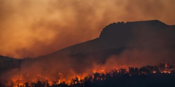 silhouette of trees during sunset