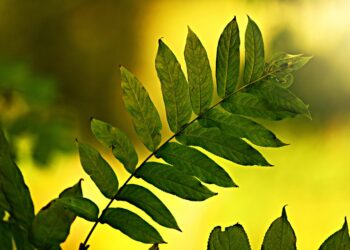 Revolutionizing Sustainability: The Latest Green Tech Trends Shaping the Future