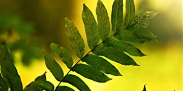 Revolutionizing Sustainability: The Latest Green Tech Trends Shaping the Future