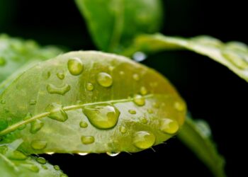 Green Revolution: Top Green Tech Startups Leading the Way to a Sustainable Future