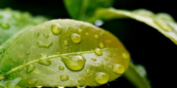 Green Revolution: Top Green Tech Startups Leading the Way to a Sustainable Future