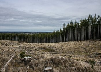 Deforestation and a forest in the background.
