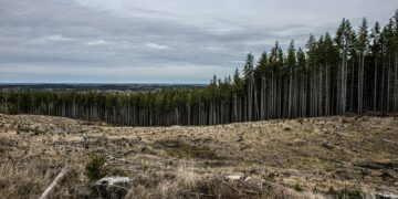 Deforestation and a forest in the background.