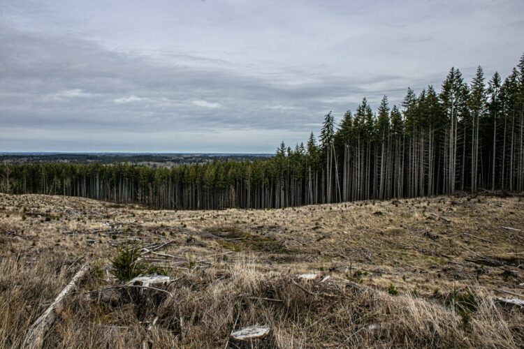 Deforestation and a forest in the background.