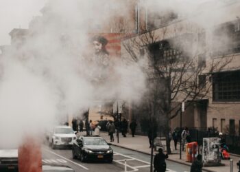 person standing near bare tree
