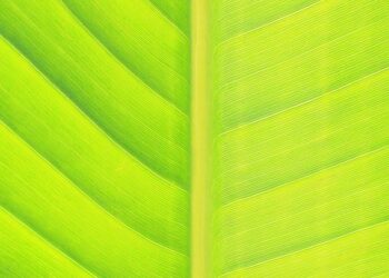 Driving Towards a Greener Future: How Electric Cars are Saving the Environment