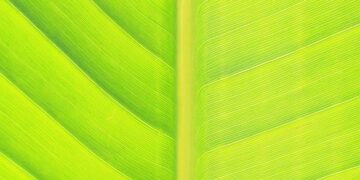 Driving Towards a Greener Future: How Electric Cars are Saving the Environment