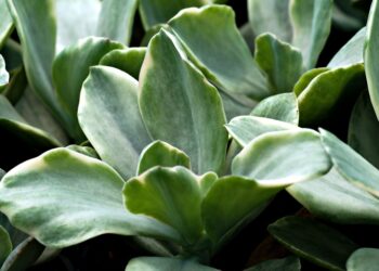 Revolutionizing the Future: The Power of Green Technology