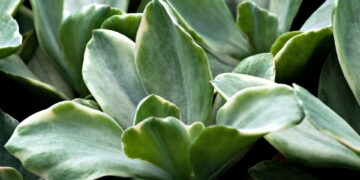 Revolutionizing the Future: The Power of Green Technology