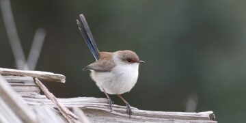 Eco-Friendly Innovation: Unleashing the Power of Green Technology for a Sustainable Future