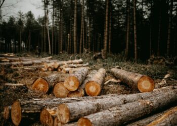 a pile of logs sitting in the middle of a forest