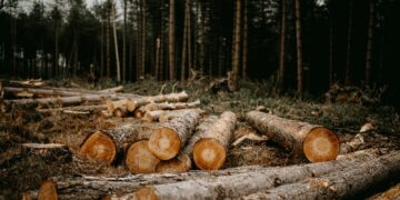 a pile of logs sitting in the middle of a forest