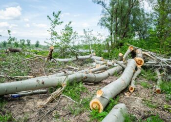 Image of deforested area in Vojvodina, Serbia showing chopped trees and logs.