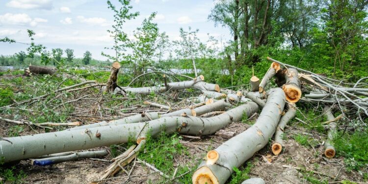 Image of deforested area in Vojvodina, Serbia showing chopped trees and logs.