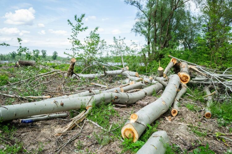Image of deforested area in Vojvodina, Serbia showing chopped trees and logs.