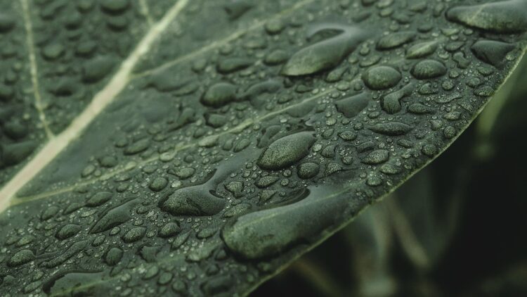 The Green Revolution: Eco-Friendly Innovations Set to Transform 2025