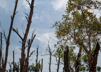 A barren landscape with dry trees and a sandy foreground beneath a cloudy sky.