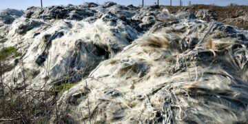 Taking Action: Practical Steps to Combat Global Warming